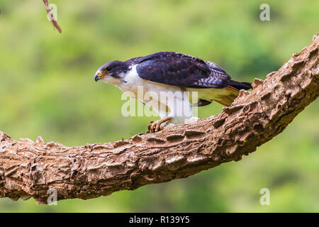 Fanno presagire la poiana. Il Cratere Ngrorongoro Conservation Area. Tanzania. Foto Stock