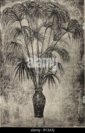 'MRS. Patricia B. Shepherd's catalogo descrittivo della California fiori : semi di piante bulbi palms cactus" (1897) Foto Stock