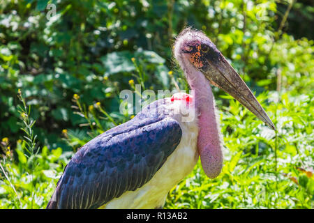 Marabou stork. Cratere di Ngorongoro Conservation Area. Foto Stock