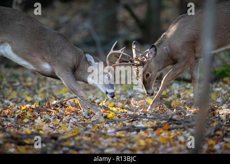 Due culbianco deer bucks sparring con i loro palchi. Foto Stock