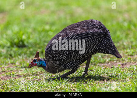 Helmeted faraone. Cratere di Ngorongoro Conservation Area. Tanzania. Foto Stock