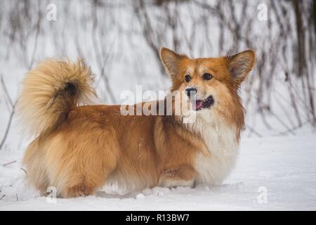 Corgi fluffy cane all'esterno. close up Verticale a neve. camminando in inverno Foto Stock