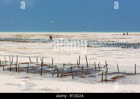 La piantagione di alghe marine. Jambiani, Zanzibar, Tanzania. Foto Stock