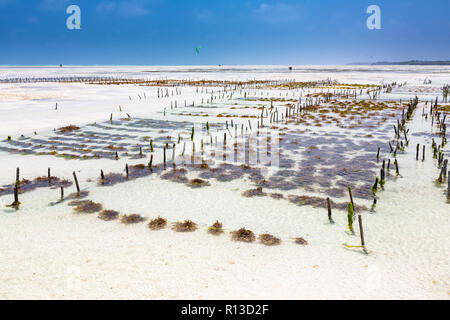 La piantagione di alghe marine. Jambiani, Zanzibar, Tanzania. Foto Stock