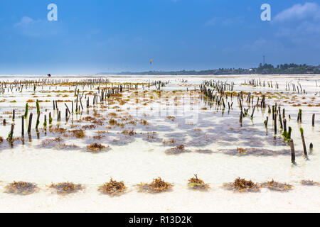 La piantagione di alghe marine. Jambiani, Zanzibar, Tanzania. Foto Stock