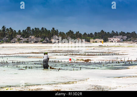 Jambiani, Zanzibar, Tanzania - Gennaio 19, 2018: Donna la raccolta di alghe su un mare plantation in abito tradizionale. Foto Stock