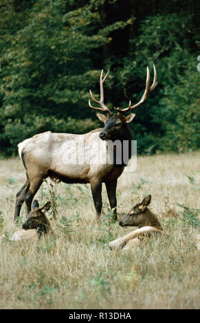 Roosevelt elk,Prairie Creek Redwoods State Park, California Foto Stock