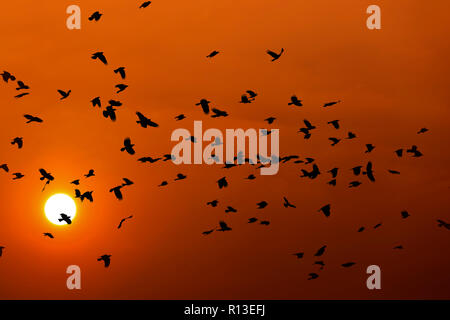 Gruppo di corvi sorvolano il cloud Foto Stock