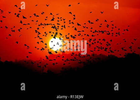 Gruppo di corvi sorvolano il cloud Foto Stock