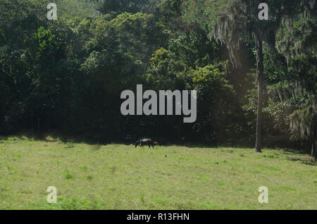 Cavallo al pascolo sul prato verde in una giornata di sole in Santiago RD Foto Stock