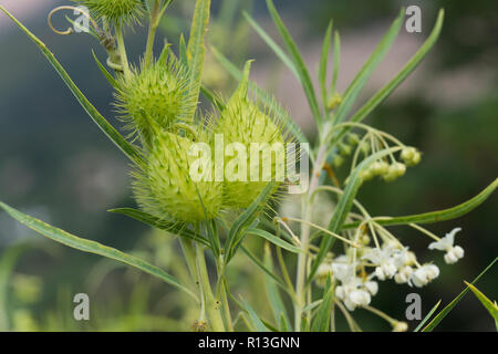 Setola Silkweed fruttate (Gomphocarpus fruticosus) (syn. Asclepias fruticosa), frutta e fiori Foto Stock