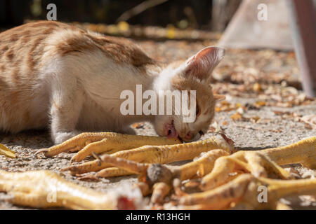 Marrone e bianco gatto mangia le cosce di pollo a terra Foto Stock