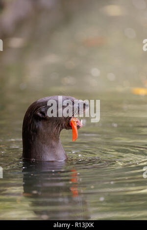 Rivestimento liscio Otter mangiare una carpa in Singapore Botanic Gardens Foto Stock