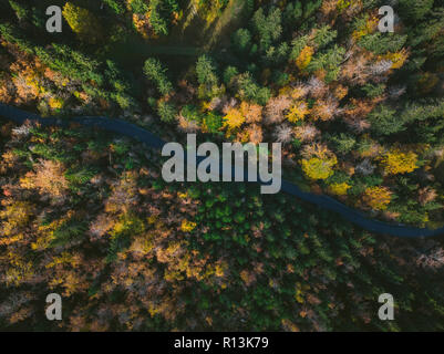 Colorato la foresta e la curva road, antenna fuco vista da sopra. Foto Stock