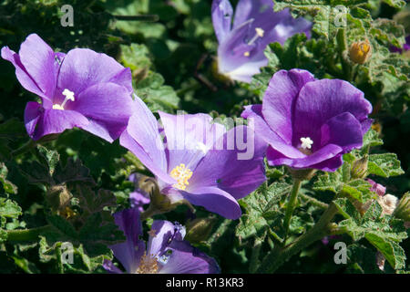 Sydney Australia, fioritura viola alyogyne noto anche come un ibisco lilla Foto Stock