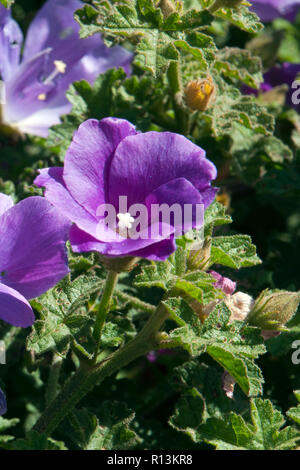 Sydney Australia, fioritura viola alyogyne noto anche come un ibisco lilla Foto Stock