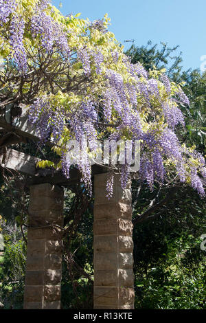 Sydney Australia, fioritura viola glicine trellis sulla copertura di un patio Foto Stock