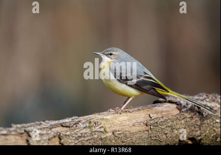 Un gray wagtail fino vicino Foto Stock