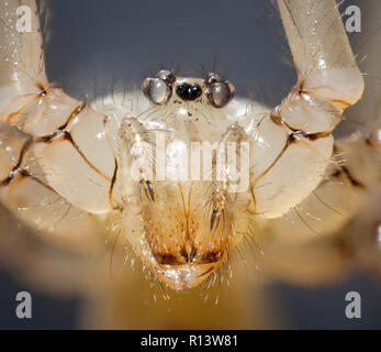 Pholcus phalangioides spider, fortemente ingrandita che mostra ritratto palpi, mandibole, gli occhi Foto Stock