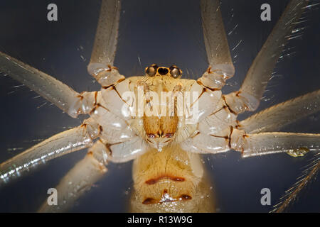 Pholcus phalangioides spider, fortemente ingrandita che mostra ritratto palpi, mandibole, gli occhi Foto Stock