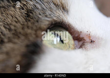 occhio di gatti Foto Stock