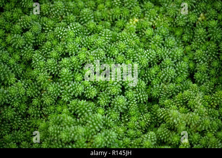 Piante succulente | Dicotiledoni sedum compactum rose, piccola e luminosa piante verdi con belle foglie carnose, un sacco su tutta la foto, sfondo, tessitura Foto Stock