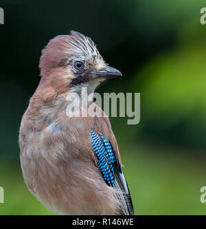 Vista frontale primo piano di uccelli selvatici di giagallo giovanile britannico (Garrulus glandarius) isolati all'aperto in boschi naturali del Regno Unito, in estate. Jays del Regno Unito. Uccelli britannici. Foto Stock