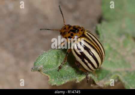 Il Colorado Potato Beetle, Leptinotarsa decemlineata Foto Stock