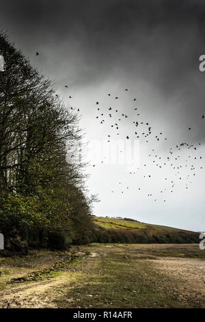 Un branco di omicidio di corvi sorvolano il Gannel Estuary in Newquay Cornwall. Foto Stock