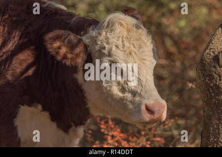 Close up profilo di Hereford vitello in boschi di pascolare su una soleggiata giornata autunnale in Nuova Inghilterra Foto Stock