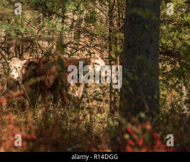 Hereford mucca e vitello di pascolare su ghiande e erba di pascolo autunnale su una soleggiata giornata autunnale nel New England boschi Foto Stock