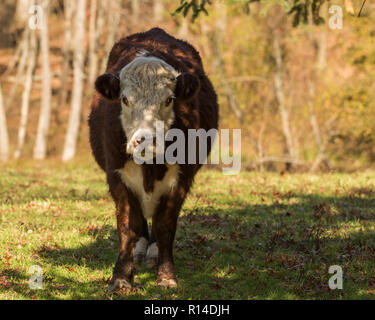 Hereford cow di pascolare su ghiande e erba di pascolo autunnale su una soleggiata giornata autunnale nel New England boschi Foto Stock