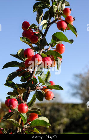 Ciliegia di piccole dimensioni di granchio rosso mele Malus x robusta Red Sentinel che crescono in un giardino inglese in ottobre adatto per un patio giardino Foto Stock