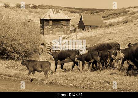 Luglio 14, 2018 RIDGWAY, COLORADO, Stati Uniti d'America - il Cattle Drive Down County Road 58P, ultimo dollaro Road, Hastings Mesa, tra Telluride e Ridgway Colorado Foto Stock