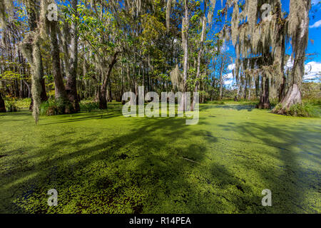 Ottobre 14, 2018 - Lafayette, Louisiana, Stati Uniti d'America - vecchi cipressi nella palude cajun & Lago di Martin, vicino Breaux Bridge e Lafayette Louisiana Foto Stock