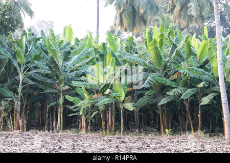 Alberi di banane in Indian terre agricole Foto Stock