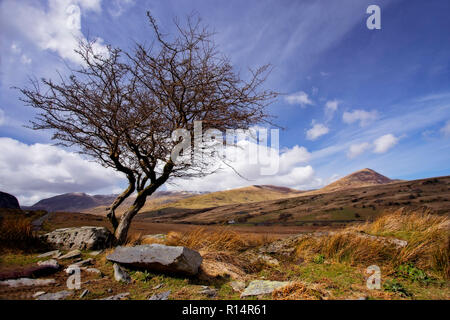 Weatherbeaten vecchio albero in Snowdonia, il Galles del Nord in inverno Foto Stock