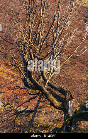 Weatherbeaten e rotture di vecchio albero nel Galles del Nord in inverno Foto Stock