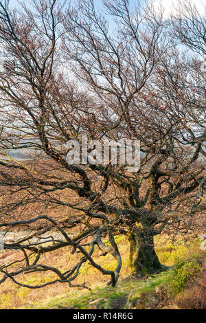 Weatherbeaten vecchio albero nel Galles del Nord in primavera Foto Stock