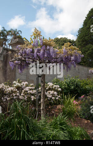 Sydney Australia, fioritura wisteria trellis ruota in giardino Foto Stock