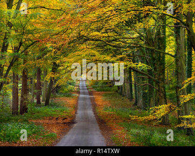 Country Lane attraverso boschi di faggio a Holkham nord Norfolk Foto Stock