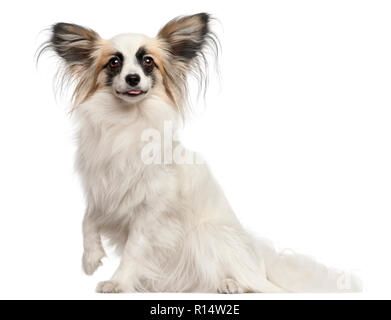 Papillon, quindici mesi di età, seduto di fronte a uno sfondo bianco Foto Stock