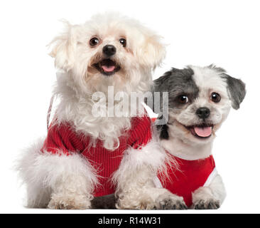 Il Maltese, 6 anni, e Shih Tzu, 5 anni, vestito di rosso e seduto davanti a uno sfondo bianco Foto Stock