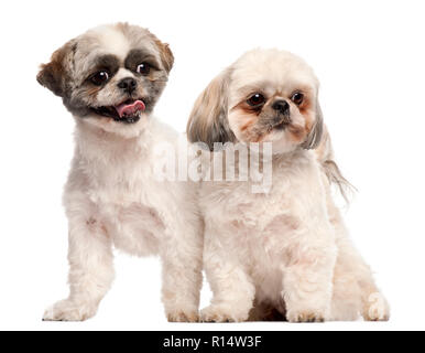 Shih Tzus, 3 anni, di fronte a uno sfondo bianco Foto Stock