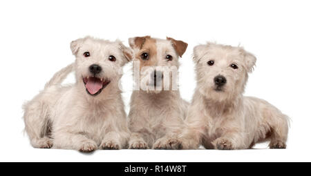 Gruppo di Parson Russell Terrier che giace contro uno sfondo bianco Foto Stock