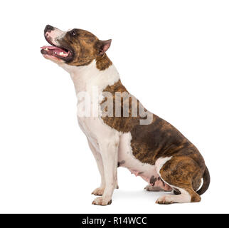 American Staffordshire Terrier seduto e guardando in alto, 3 anni, contro uno sfondo bianco Foto Stock