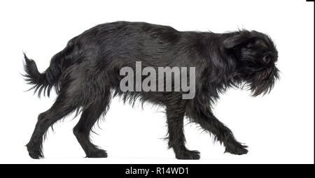 Vista laterale di Griffon Bruxellois, 2 anni, passeggiate contro uno sfondo bianco Foto Stock