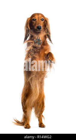 Vista attraverso un vetro di un bassotto, 4 anni, sulle zampe posteriori, appoggiata contro il vetro contro uno sfondo bianco Foto Stock