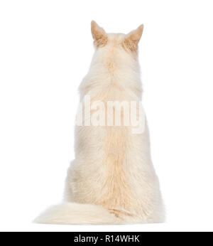 Vista posteriore di una Svizzera cane pastore, 5 anni, seduto di fronte a uno sfondo bianco Foto Stock