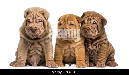 Vista frontale di Shar Pei cuccioli seduti in una fila, isolato su bianco Foto Stock